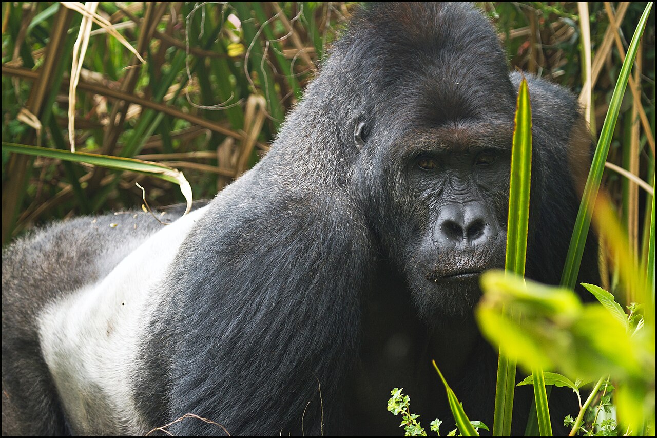 Eastern lowland gorilla in Kahuzi-Biega National Park, DR Congo