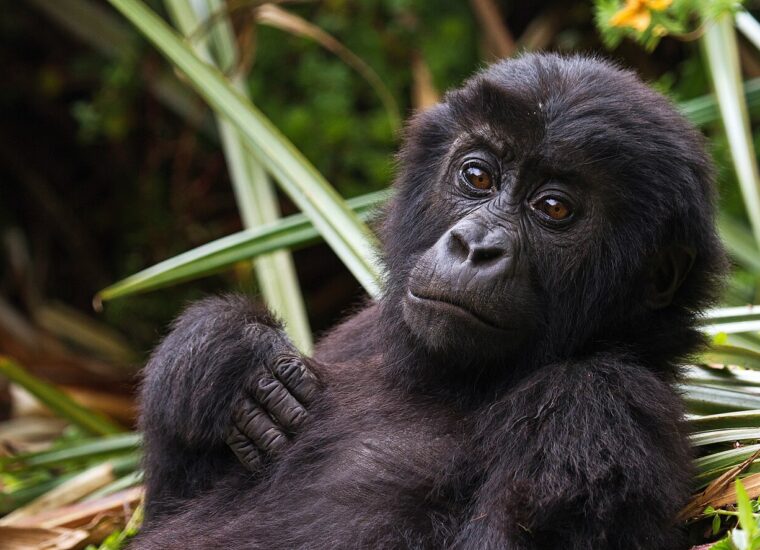 Infant eastern lowland gorilla in Kahuzi-Biega National Park, photograph Joe McKenna, CC BY 2.0