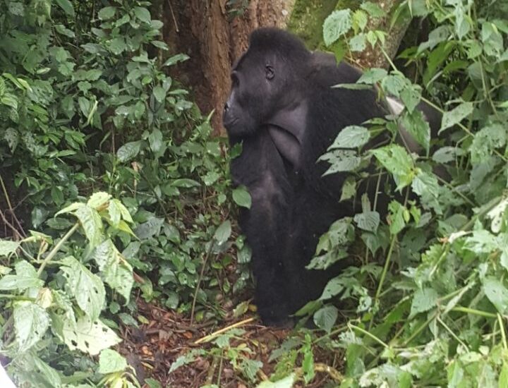 Eastern lowland gorilla in Kahuzi-Biega DR Congo, photo Cedrickarungu921 CC BY-SA 4.0
