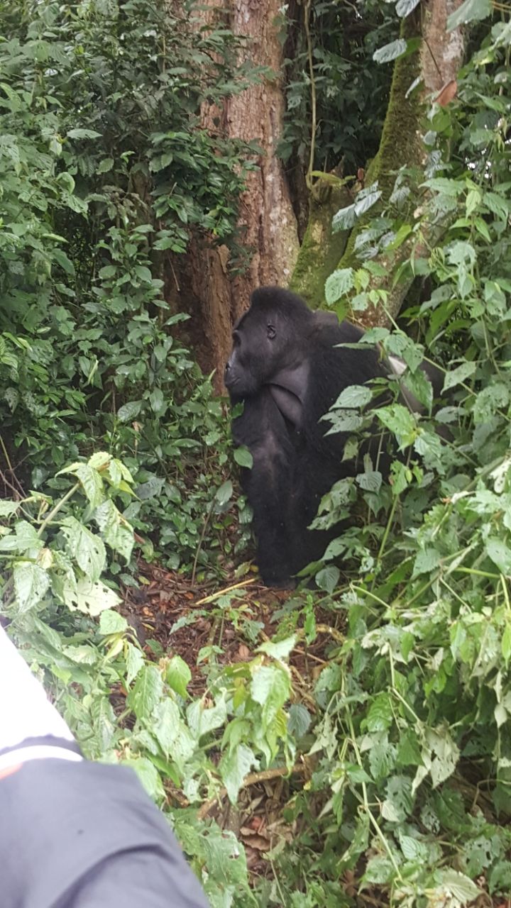 Uganda, Rwanda & Congo Primates in DR Congo