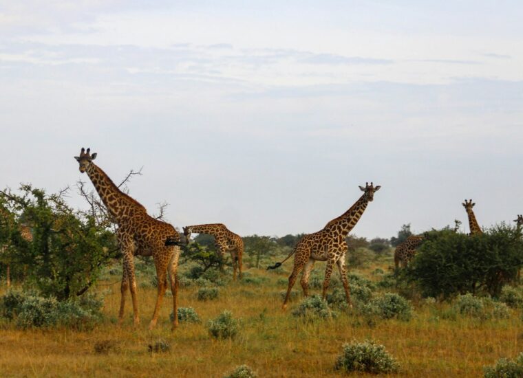 Giraffes on the Kenyan savannah
