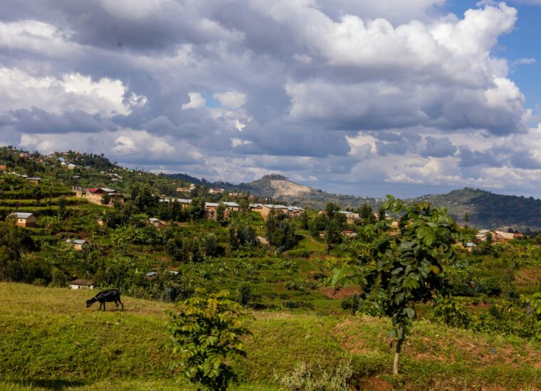 Forested hills in Rwanda