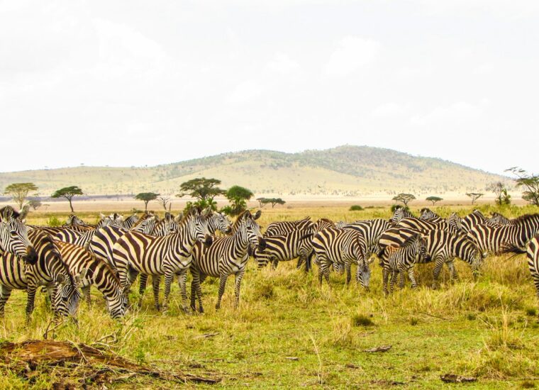 Zebra in Tanzanian savannah; itinerary also visits Zanzibar