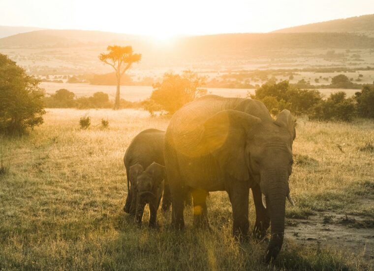 Elephants at sunrise in Kenya