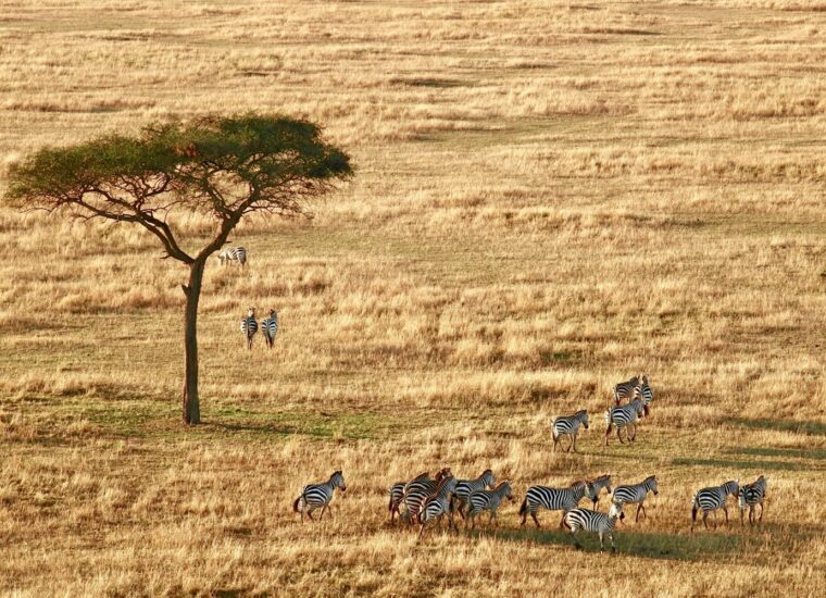 Balloon safari aerial view in Tanzania