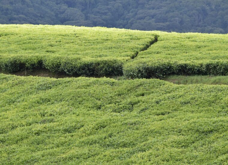 Teza tea fields in Burundi
