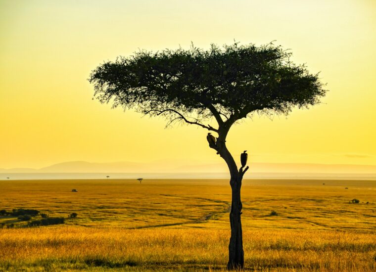 Masai Mara landscape, Kenya