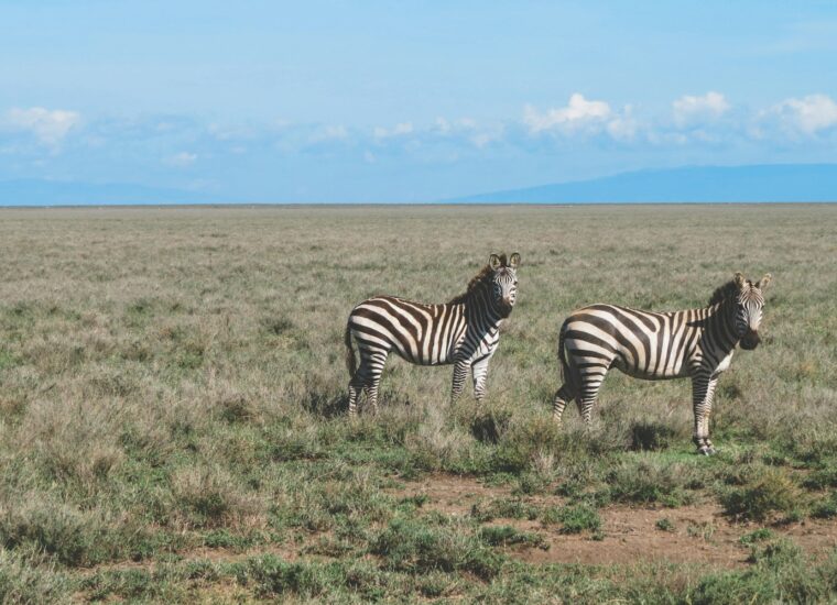 Zebras on open Tanzanian plains