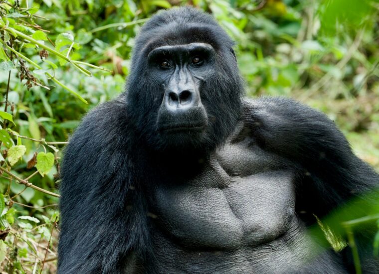 Mountain gorilla photographed in Bwindi, Uganda