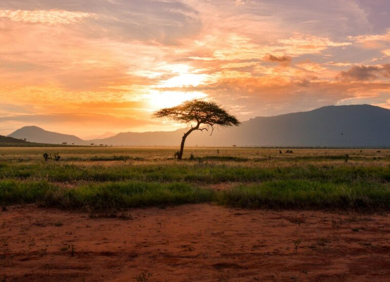 Acacia tree at sunset in Kenya savannah