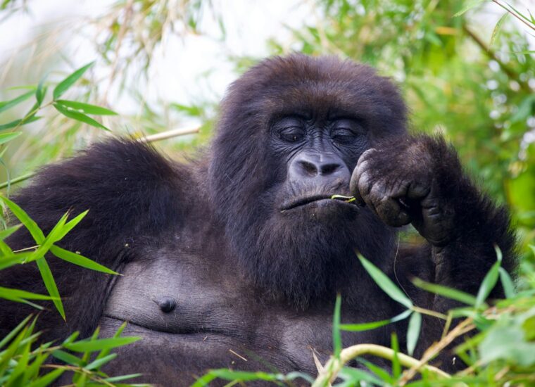 Mountain gorilla photographed in Rwanda