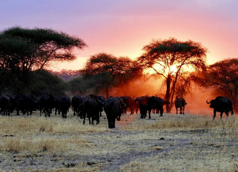 Sunset in Tarangire National Park, Tanzania