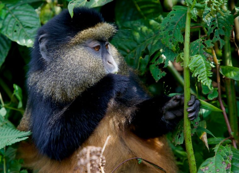 Golden monkey in Rwanda forest