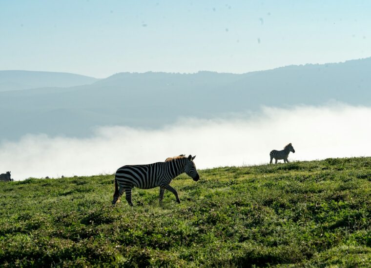 Zebras in Ngorongoro Crater, Tanzania