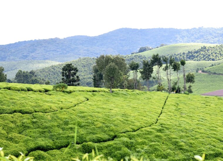 Tea plantations in Teza, Muramvya, Burundi
