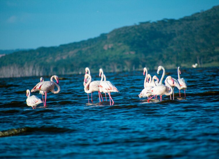 Flamingos at Lake Nakuru, Kenya