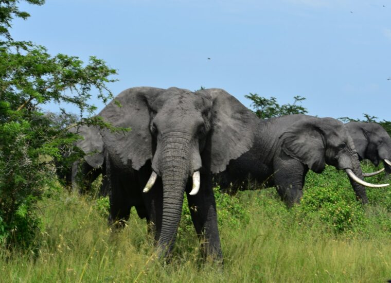 Elephants in Akagera National Park, Rwanda