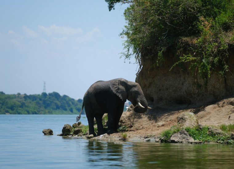 Elephant beside water in Uganda wildlife habitat
