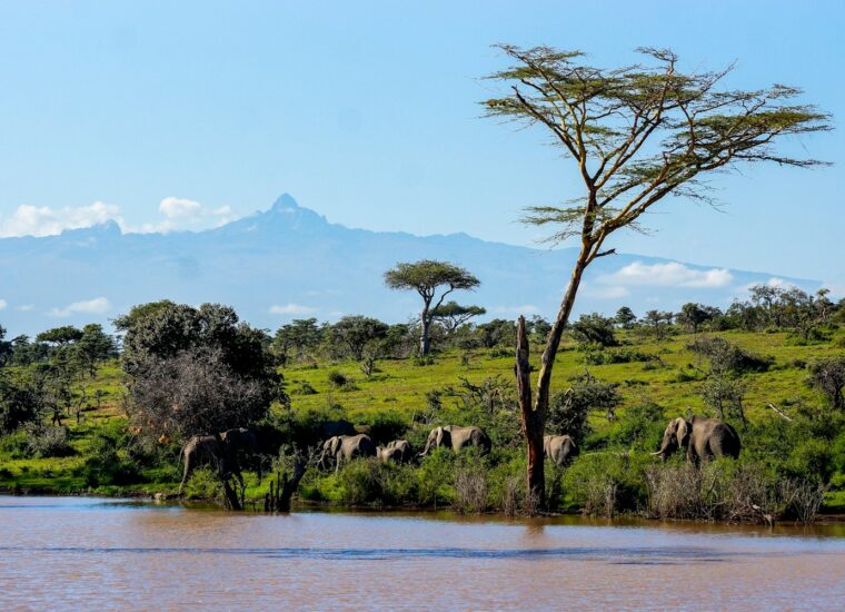 Elephants with Mount Kilimanjaro in the background