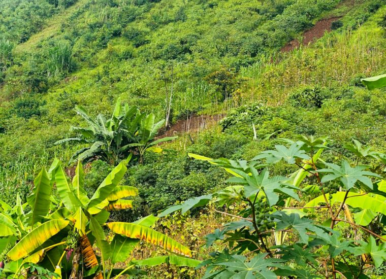 Vegetated Burundi hill and plantations