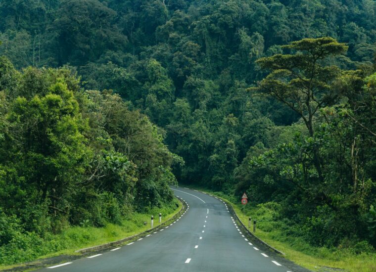 Nyungwe National Park forest