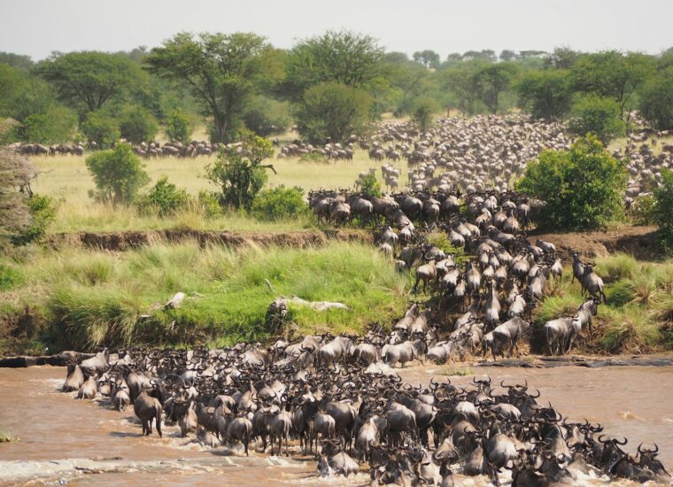 Wildebeest river crossing in Serengeti