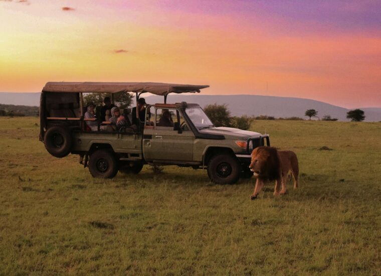 Lion and safari jeep at sunrise, Kenya