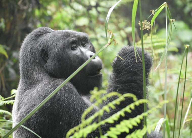 Mountain gorilla in Rwanda