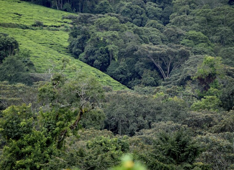 Tea landscape beside Kibira National Park, Burundi