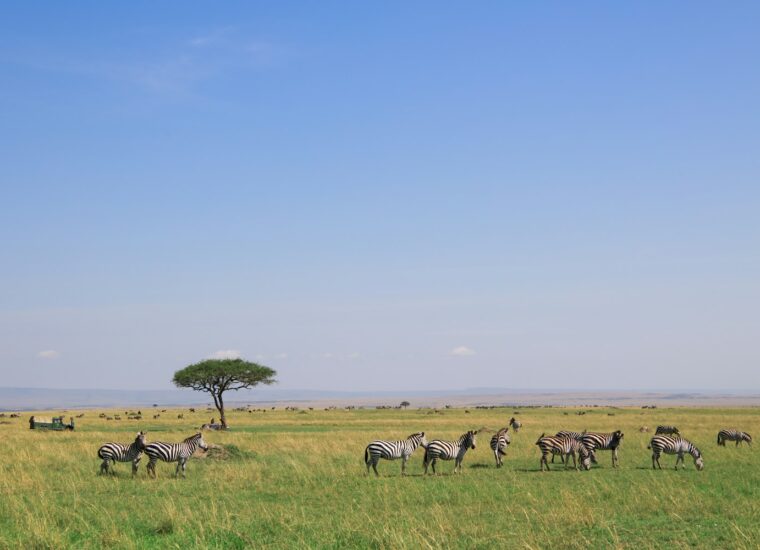 Zebras grazing in the Maasai Mara