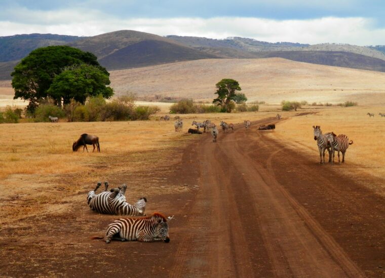 Zebras in Tanzania