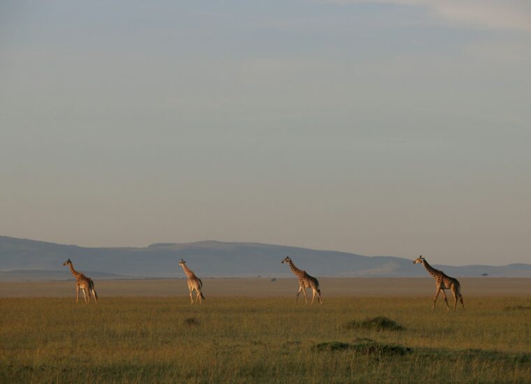 Giraffes crossing the savannah, Kenya