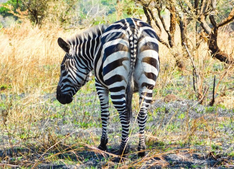 Zebra in Akagera National Park