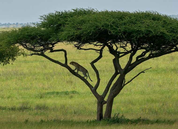 Leopard resting in tree in Serengeti, Tanzania