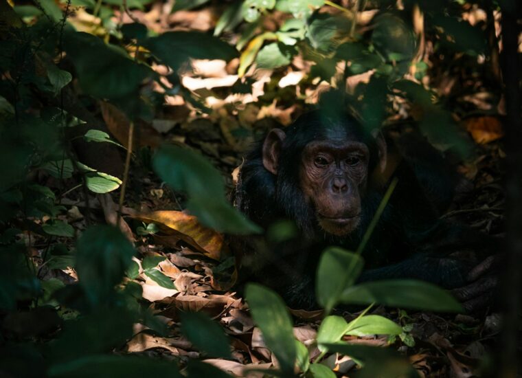 Chimpanzee resting in Kibale National Park, Uganda