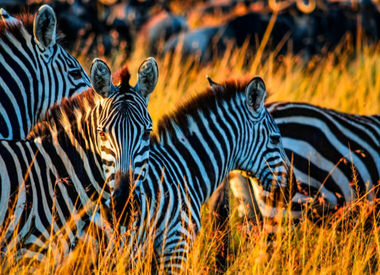 Kenya vs Tanzania Safari: Maasai Mara or Serengeti?