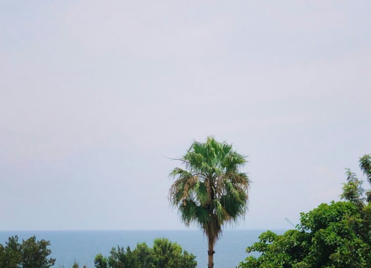 Palm trees beside water in Democratic Republic of Congo; photograph of Democratic Republic of the Congo