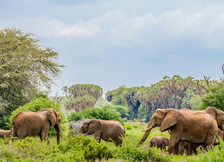 Herd of elephants near trees in Kenya
