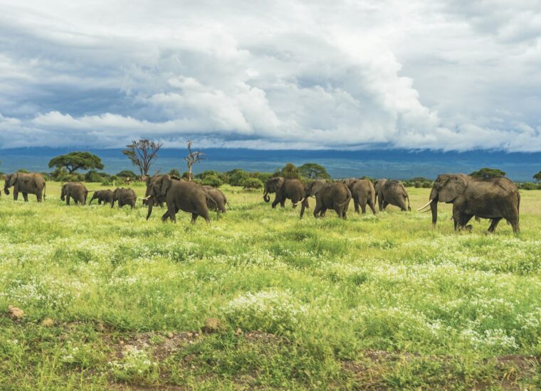 Elephants in Tanzania savannah